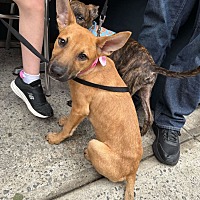 adopt a pet