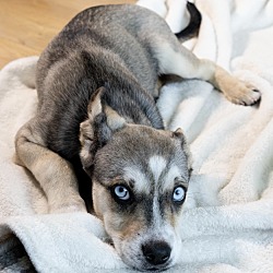 Madison, Mixed breed