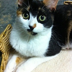 Photo of Amber- single cat home