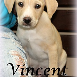Thumbnail photo of Vincent~adopted! #1