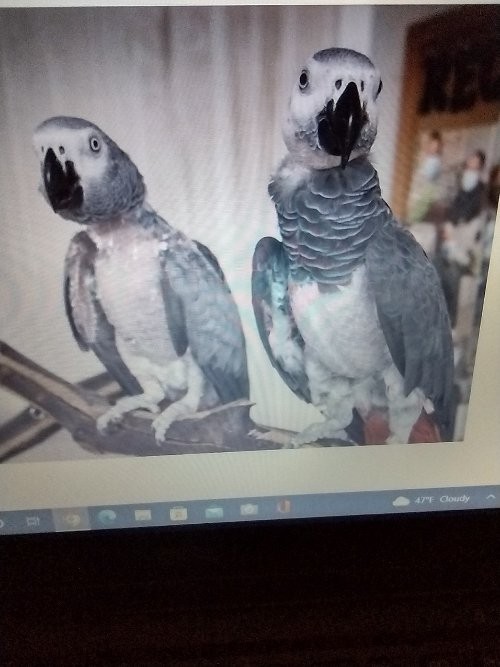 Adopt Bill & Betty a African Grey bird in Edgerton, WI (36681338 ...