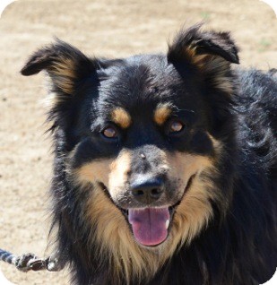 Gardnerville, NV - Australian Shepherd. Meet Bear a Dog for Adoption.
