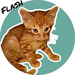 Photo of Flash