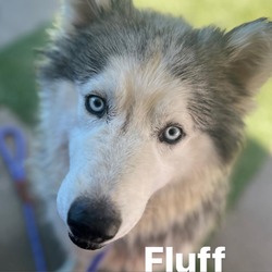 Thumbnail photo of FLUFF-A2147341 #4