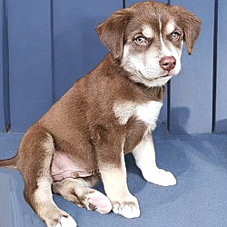 Thumbnail photo of AUSSIE/HUSKY MIX PUPPIES! #2