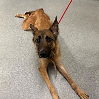 adopt a pet