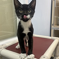 adopt a pet