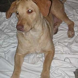 Photo of Honey~adopted
