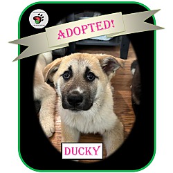 Thumbnail photo of Ducky - ADOPTED!!! #1
