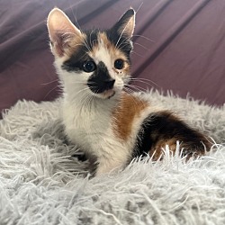 Photo of Papaya