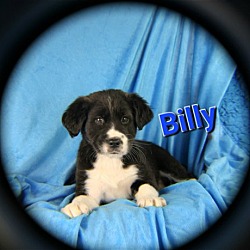 Thumbnail photo of Billy #2