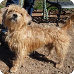 Norfolk Terrier And Poodle Mix Online Shopping
