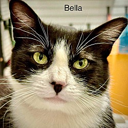 Thumbnail photo of Bella #2