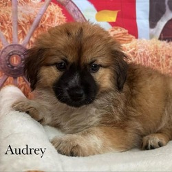 Thumbnail photo of Audrey #1