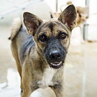 adopt a pet