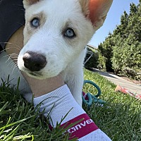 adopt a pet