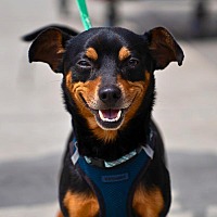 adopt a pet