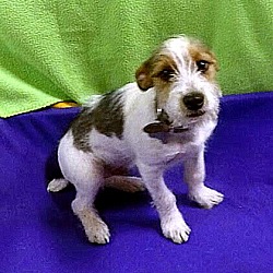 Thumbnail photo of PJ-Adopted! #2