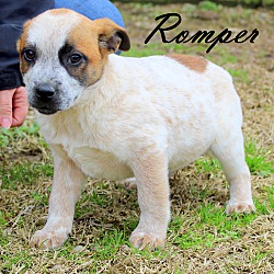 Thumbnail photo of Romper ~ meet me! #1
