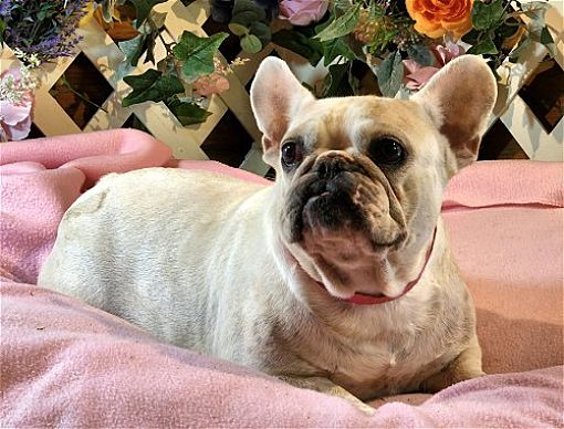 Pueblo, CO - French Bulldog. Meet Star a Pet for Adoption - AdoptaPet.com