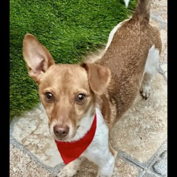 Dog for adoption - EVA, a Border Terrier & Jack Russell Terrier Mix in Pico  Rivera, CA