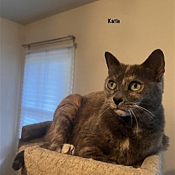 Photo of Katapult(Katie)