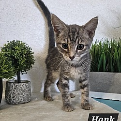 Thumbnail photo of Hank (the original) #2