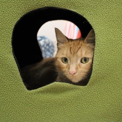 Thumbnail photo of Cheddar #4