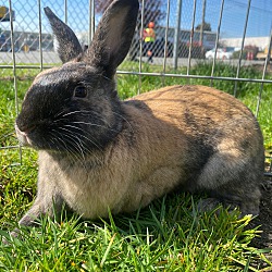 bonded pet photo