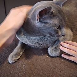 Thumbnail photo of Lady Jennifur Gray (Gray Gray) #3