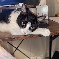 adopt a pet