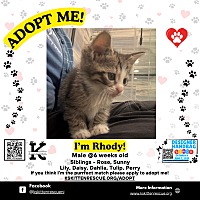 adopt a pet