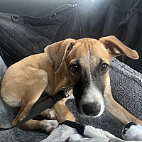 adopt-pet