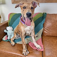 adopt a pet