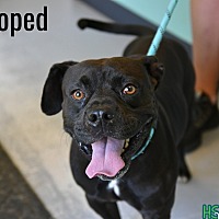 adopt a pet