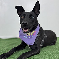 adopt a pet