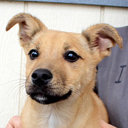 Thumbnail photo of Liam~adopted! #3