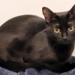 Photo of Mimi Purrz