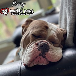Photo of Penny - No Longer Accepting Applications