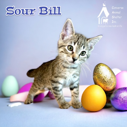 Photo of Sour Bill