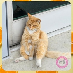 Thumbnail photo of Garfield #1