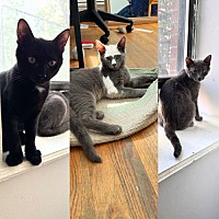 adopt a pet