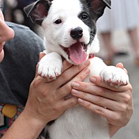 adopt a pet
