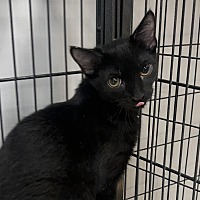 adopt-pet