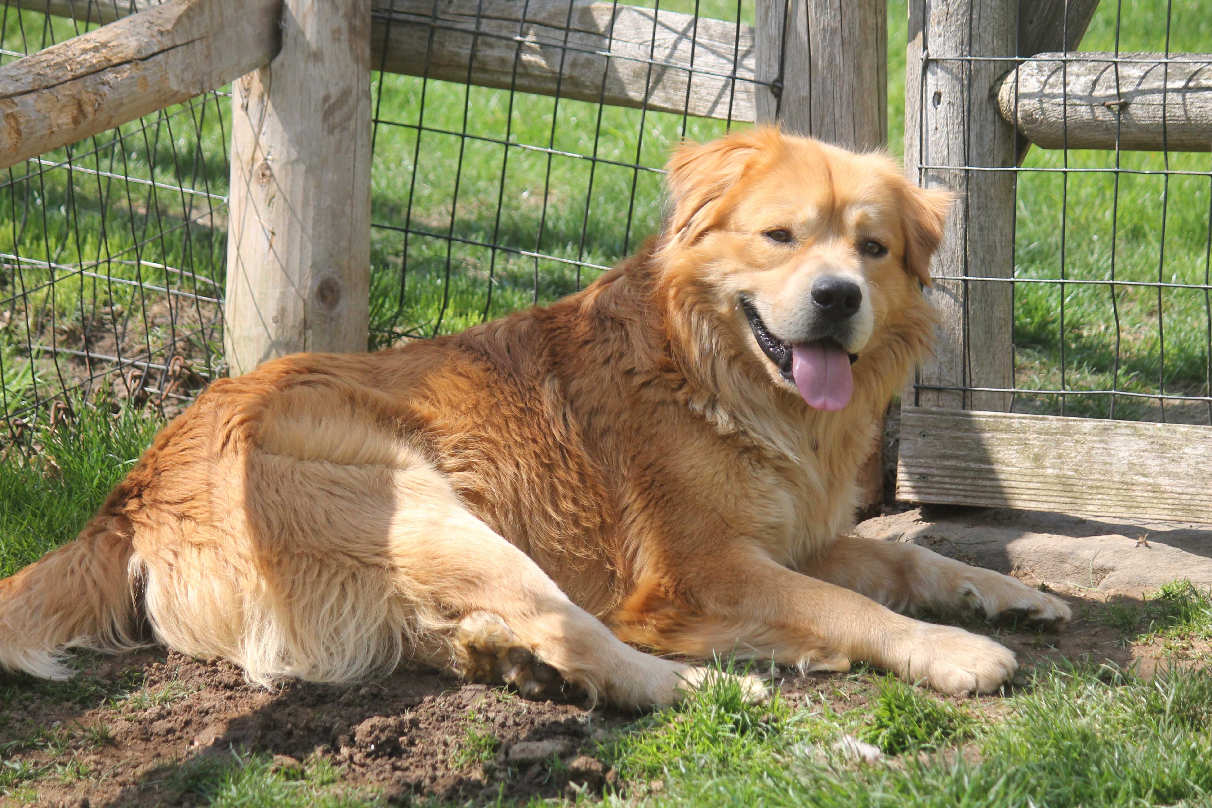 golden teddy bear dog