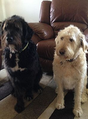Bonded pair dog sale adoption near me