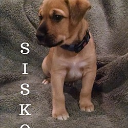 Thumbnail photo of Sisko #2