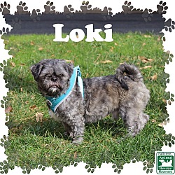 Thumbnail photo of Loki #1