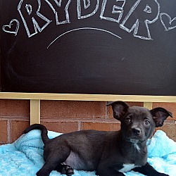 Thumbnail photo of Ryder-ADOPTION PENDING #3