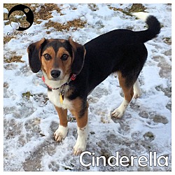 Thumbnail photo of Cinderella #1